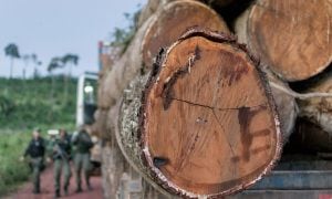 França: Ministério Público pede multa para empresa que importou madeira do Brasil