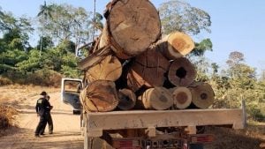 Representantes do agronegócio e empresários responsabilizam o governo por comércio ilegal de madeira