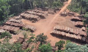 Extração ilegal de madeira em territórios indígenas aumentou 11 vezes no Pará