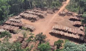 PF apreende 43,7 mil toras de madeira ilegal no Pará