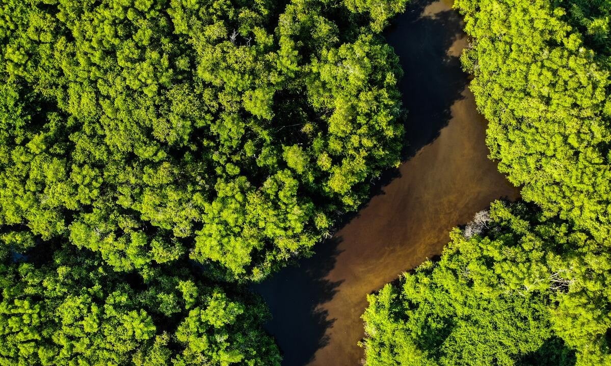 A biomimética como esperança de outros sistemas