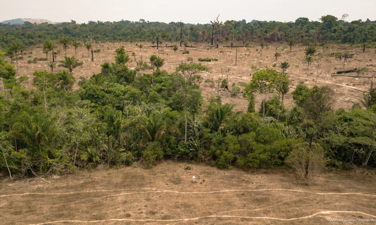 Alerta de desmatamento na Amazônia Legal em maio é o maior desde 2016 -  CartaCapital