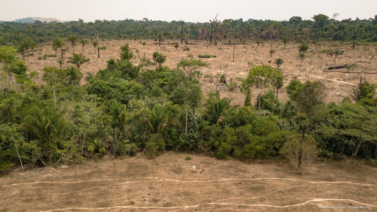 Os desmatadores 
têm licença para agir. Foto: Thomas Mendel/Amazônia Real
 
