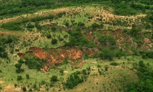 Destruição da Mata Atlântica cresceu em 10 de 17 estados, mostra estudo