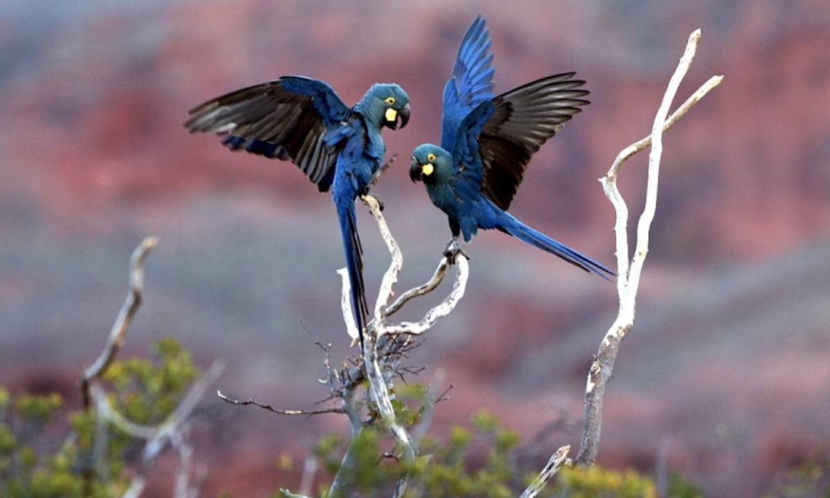 Complexo eólico ameaça arara-azul-de-lear, já em perigo de extinção