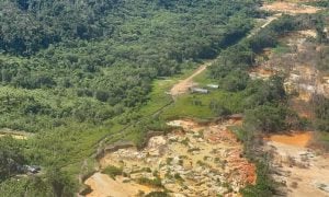 Garimpeiros atropelam e matam indígena Yanomami no meio da floresta