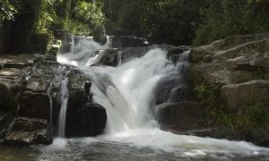 O Ubuntu e sua contribuição para preservação do meio ambiente