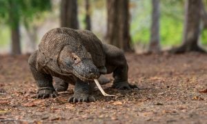 Espécies ameaçadas de extinção no planeta somam 30%