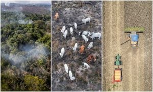 Agro vai desmatar 1 milhão de hectares por ano na Amazônia para atender demanda por carne até 2030