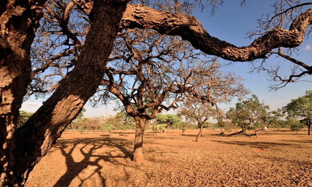 Com a devastação da Caatinga, a seca torna-se mais intensa e ameaça a sobrevivência no semiárido