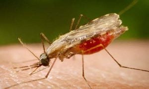 OMS recomenda uso generalizado da primeira vacina contra a malária para crianças