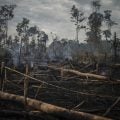 Em 40 anos, Amazônia perdeu área de vegetação do tamanho da França