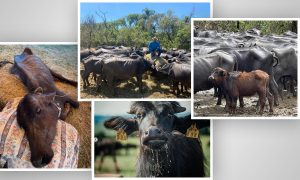 A luta para salvar a vida dos 1.000 búfalos abandonados para morrer em Brotas