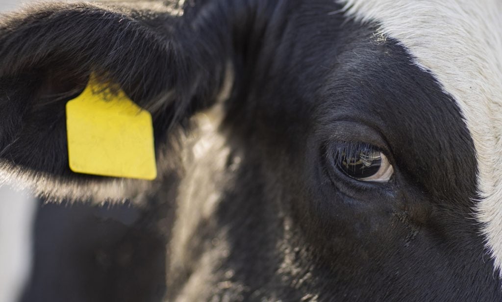 O direito dos animais precisa se tornar prioridade para a esquerda