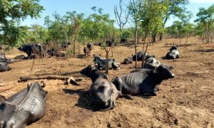 Caso das búfalas: Justiça determina prisão de segurança e proprietário da fazenda
