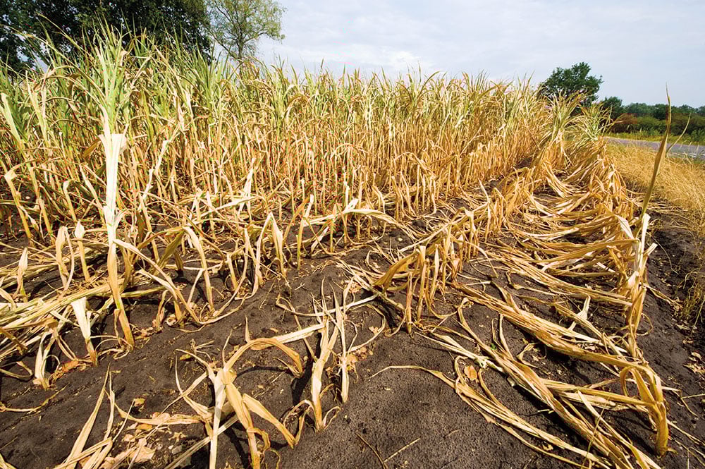 Mudanças climáticas agravam insegurança alimentar, diz pesquisadora