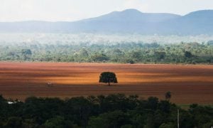 Governo Federal anuncia plano de preservação do Cerrado após aumento do desmatamento