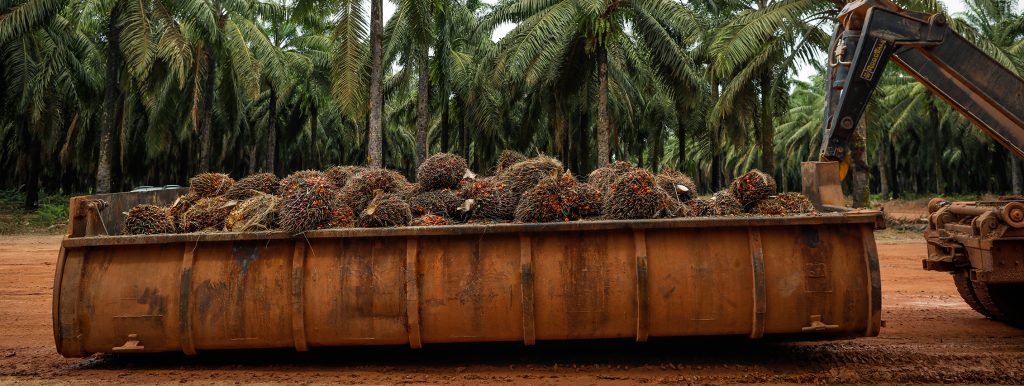 Nestlé compra óleo de palma de empresas envolvidas em violações de direitos humanos na Amazônia paraense