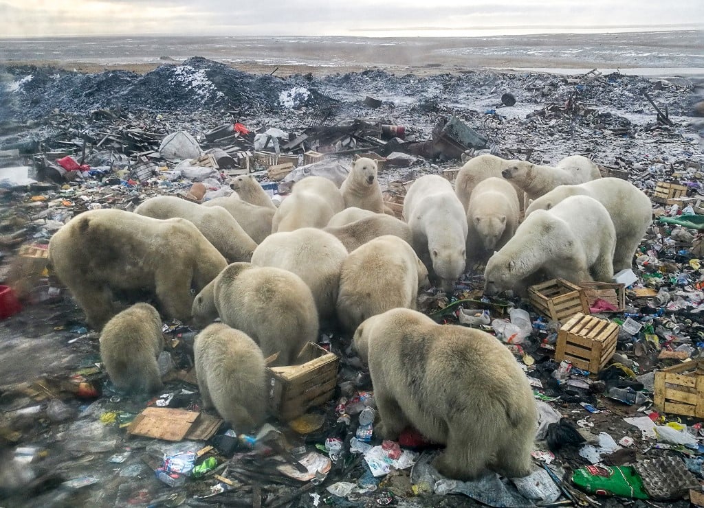 (Foto de arquivo. Outubro de 2018) Ursos polares comem lixo na Rússia. Situação causado por mudanças climáticas.

Foto: AFP PHOTO / ALEXANDER GRIR  