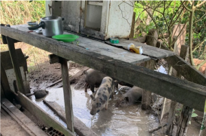 ‘Tá morto o peão’: fazenda é flagrada com trabalho escravo após empregado sobreviver a tiro na nuca