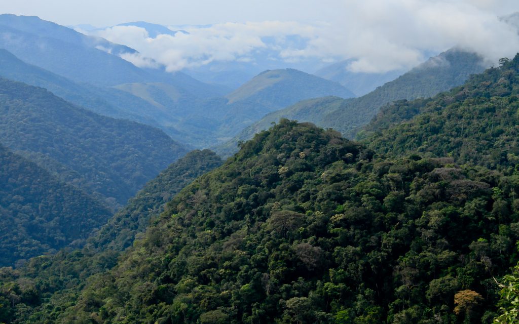 Concessão do Parque Estadual Turístico do Alto Ribeira ameaça a rica biodiversidade paulista