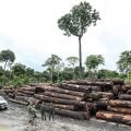 Alertas de desmatamento registram quase 9 mil km² na Amazônia