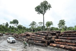 Desmatamento da Amazônia cai 60% em janeiro, aponta Imazon