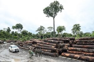 Alertas de desmatamento registram quase 9 mil km² na Amazônia