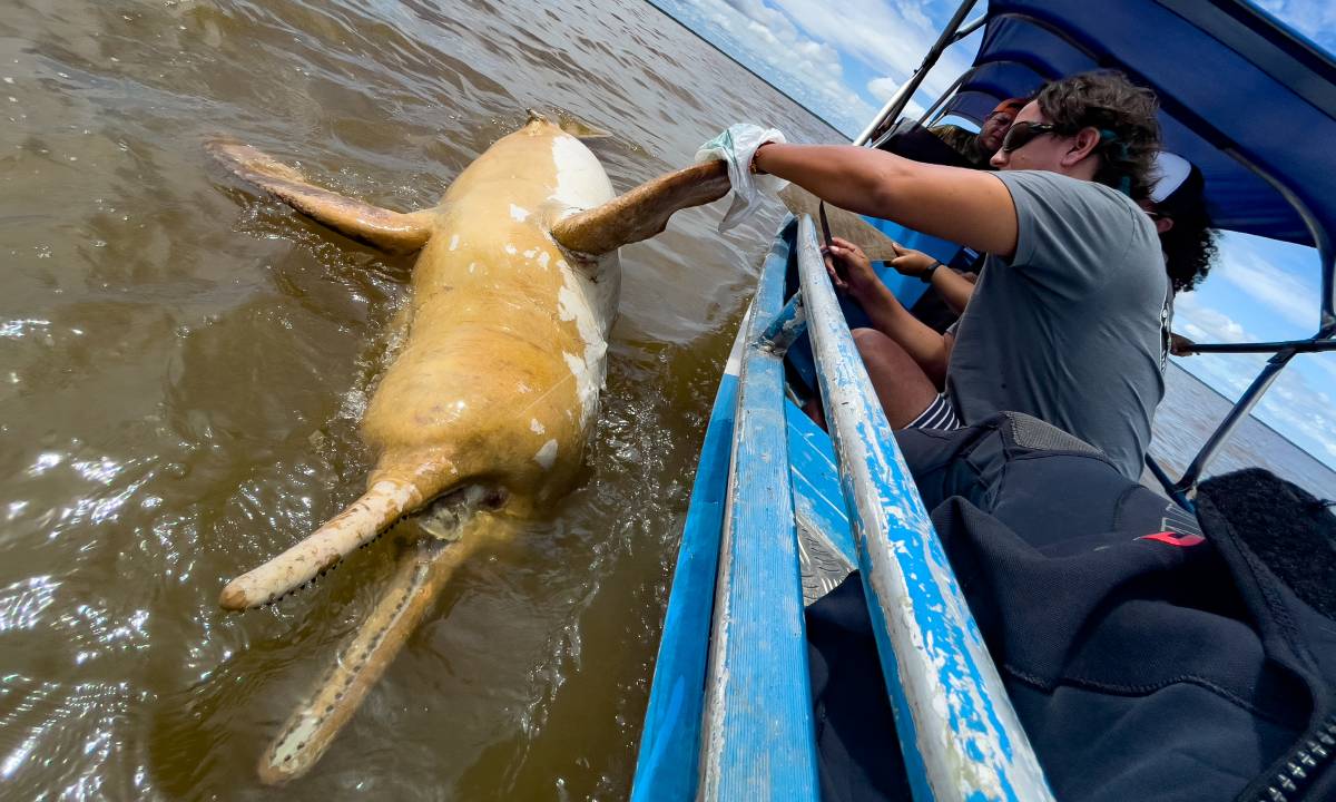 Cientistas lutam pela conservação dos botos da Amazônia. Foto: Sea Shepherd/Simon Ager 