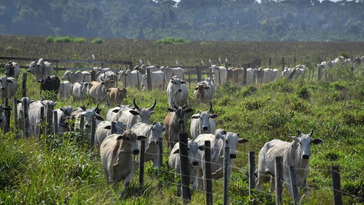 Região onde a pecuária mais avança no Brasil é na Amazônia, como em Rurópolis, no Pará. (05/09/2019) 

Foto: AFP - NELSON ALMEIDA 