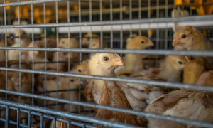 A crise climática na 'Capital do Ovo', onde tem mais galinha que gente