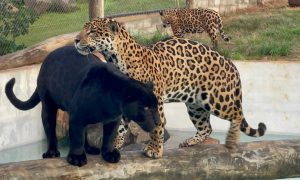 Instituto Onça Pintada é autuado por negligência pelo Ibama após morte de 72 animais