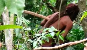Morre último remanescente de grupo indígena isolado na Amazônia