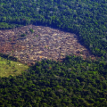 Amazônia pode entrar em colapso em 2050, diz pesquisa