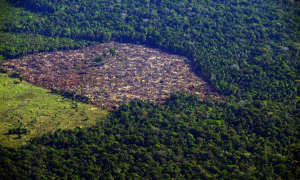 Alertas de desmatamento na Amazônia caem 33,6% no 1º semestre de 2023