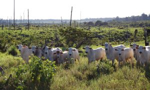 Agropecuária é responsável por 90% do desmatamento mundial, aponta estudo