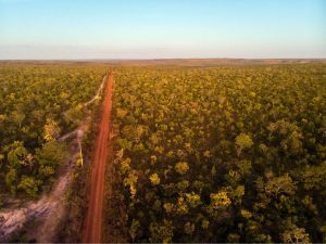 Desmatamento, trabalho escravo e incentivo da ditadura: o que está por trás dos megapecuaristas do Brasil