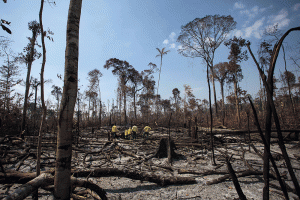 Quatro bancos franceses são acusados de financiar desmatamento da Amazônia e do Cerrado