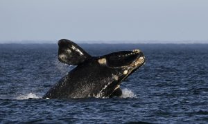 Sobe para 30 número de baleias mortas em santuário da Patagônia argentina