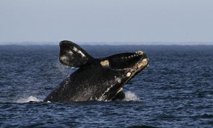 Sobe para 30 número de baleias mortas em santuário da Patagônia argentina