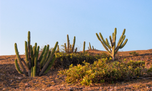 Caatinga perdeu 160 mil hectares de superfície desde 1985, aponta Mapbiomas