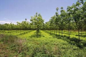 O verde e as verdinhas