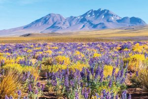 Flores no deserto