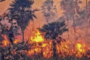 Afetado pela forte estiagem, Amazonas tem recorde de queimada em outubro, mostra Inpe