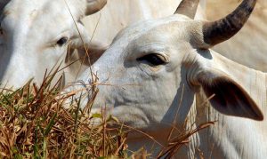Caso de 'vaca louca' no PA é atípico, confirma laboratório; governo espera retomar exportações para a China