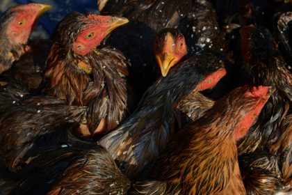 Argentina suspende exportações de frango após detectar primeiro caso de gripe aviária