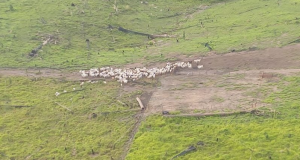 Cinco mil bois podem ter saído de terra indígena no Pará sem vacina