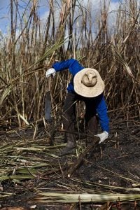 Por que a cadeia produtiva da cana-de-açúcar é a que mais escraviza pessoas no Brasil?