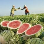Maldito é o fruto