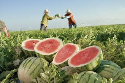Maldito é o fruto